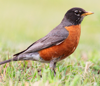 red-breasted-robin