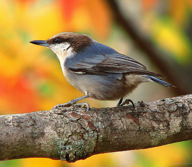 brown-headed-nuthatch